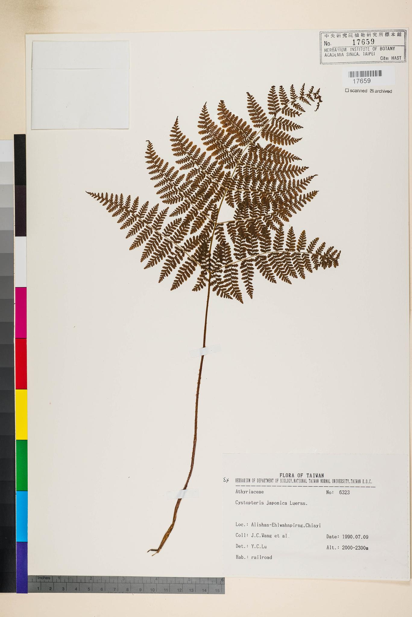 Sample image for viewer