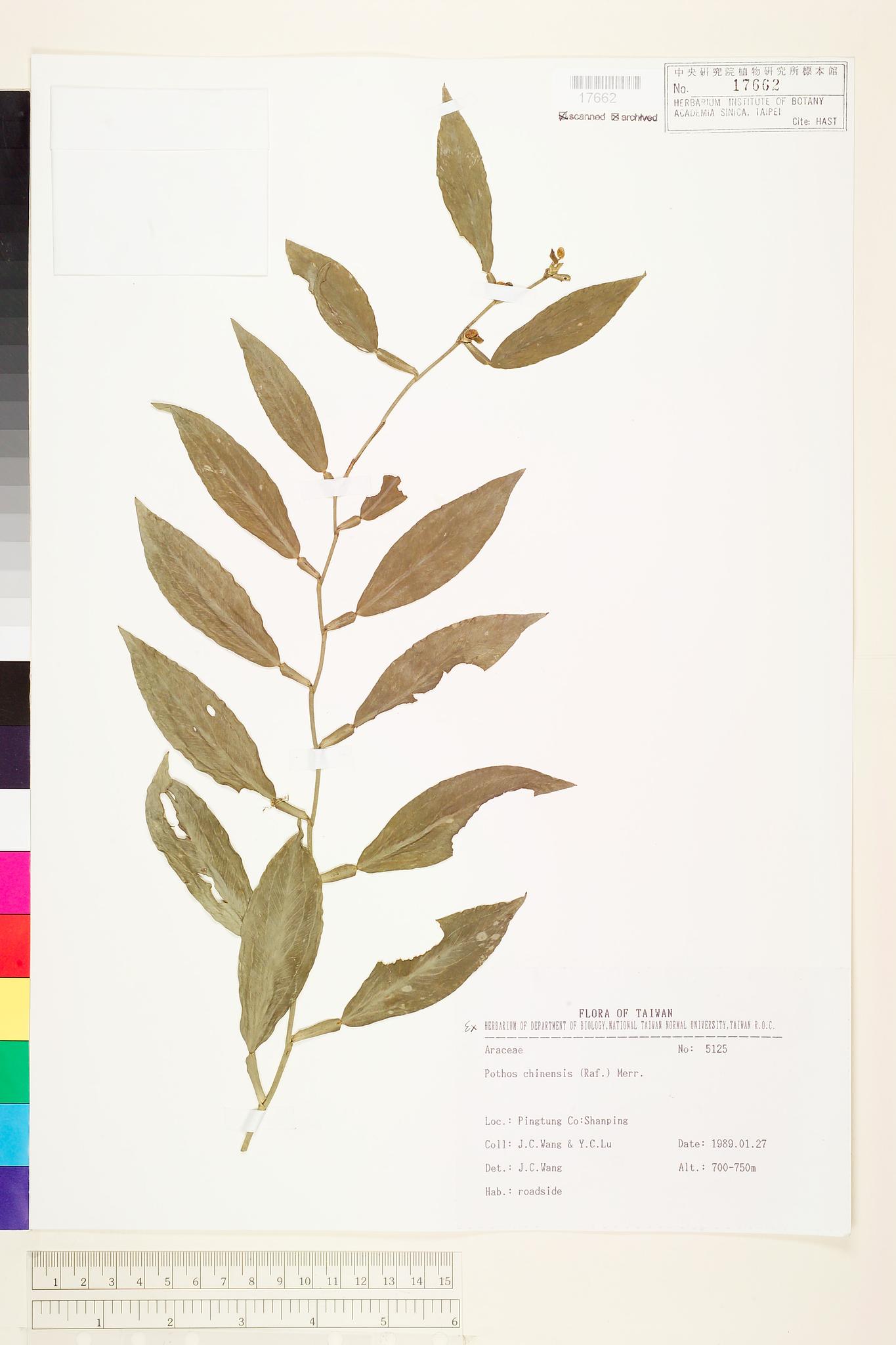 Sample image for viewer