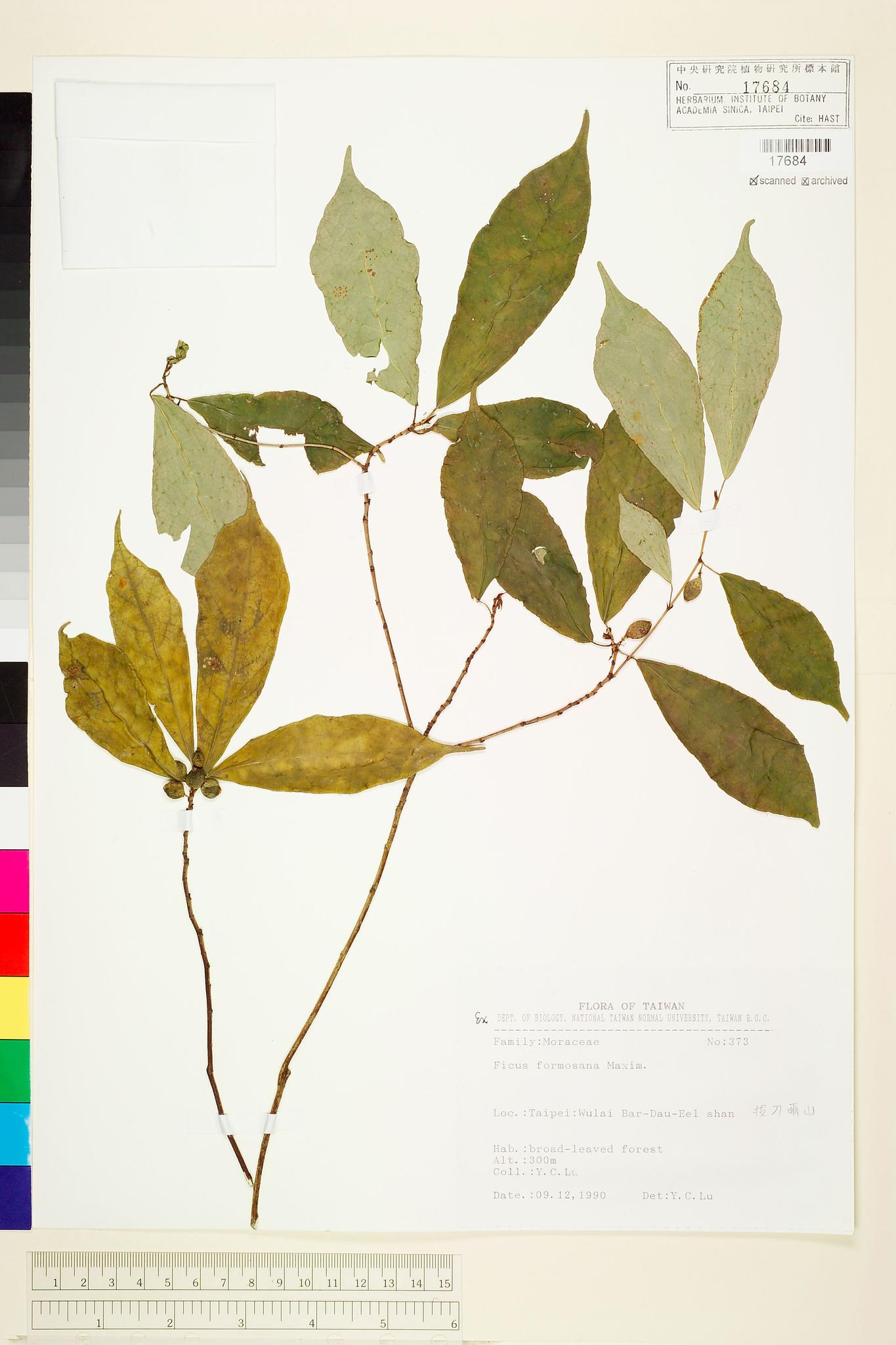 Sample image for viewer