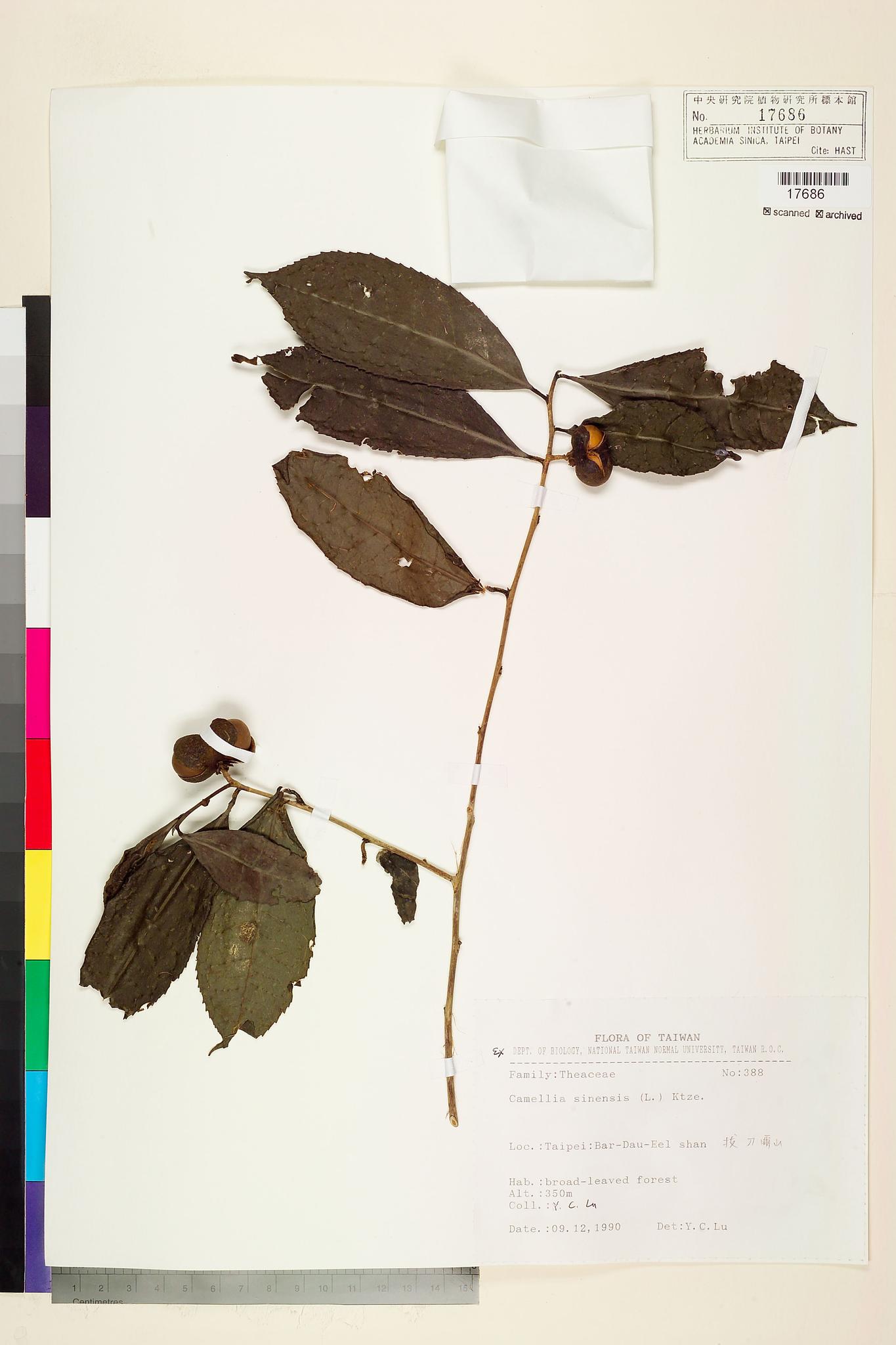 Sample image for viewer