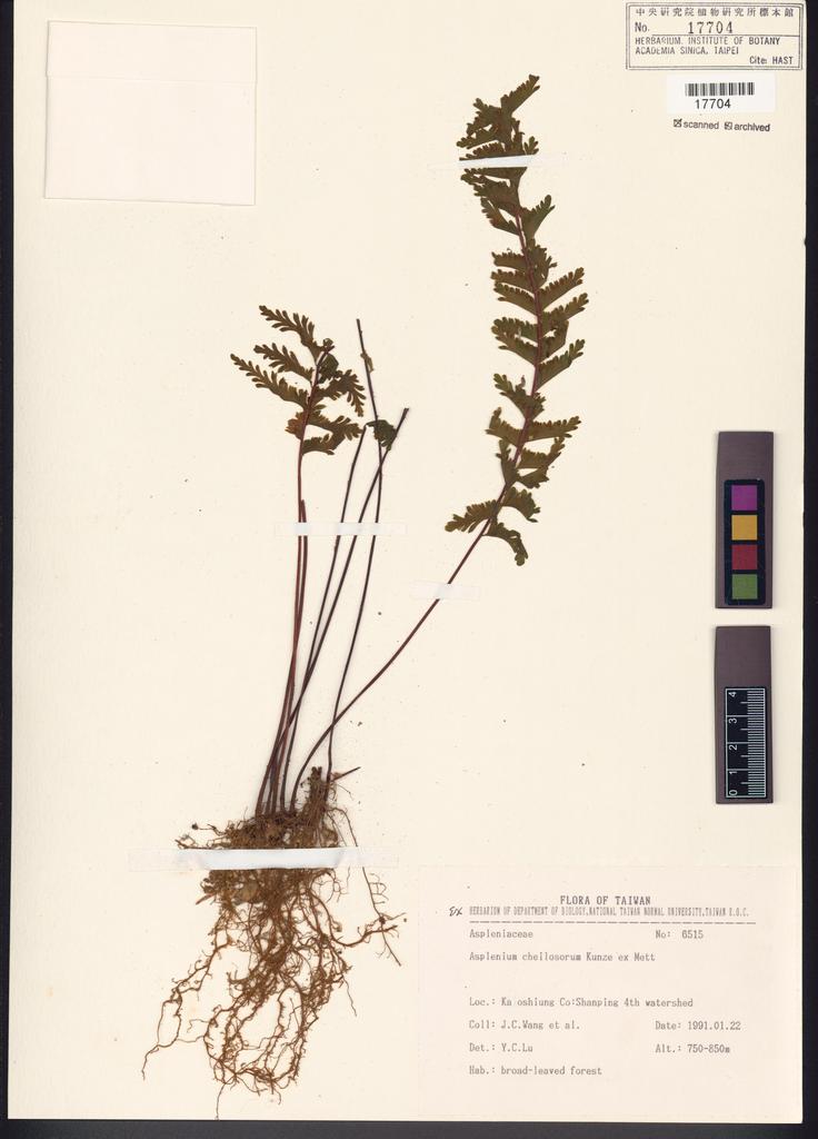 <Unit #82753 Wang, Jenn-Che | 王震哲 | 6515:: | Asplenium cheilosorum Kunze ex Mett.>