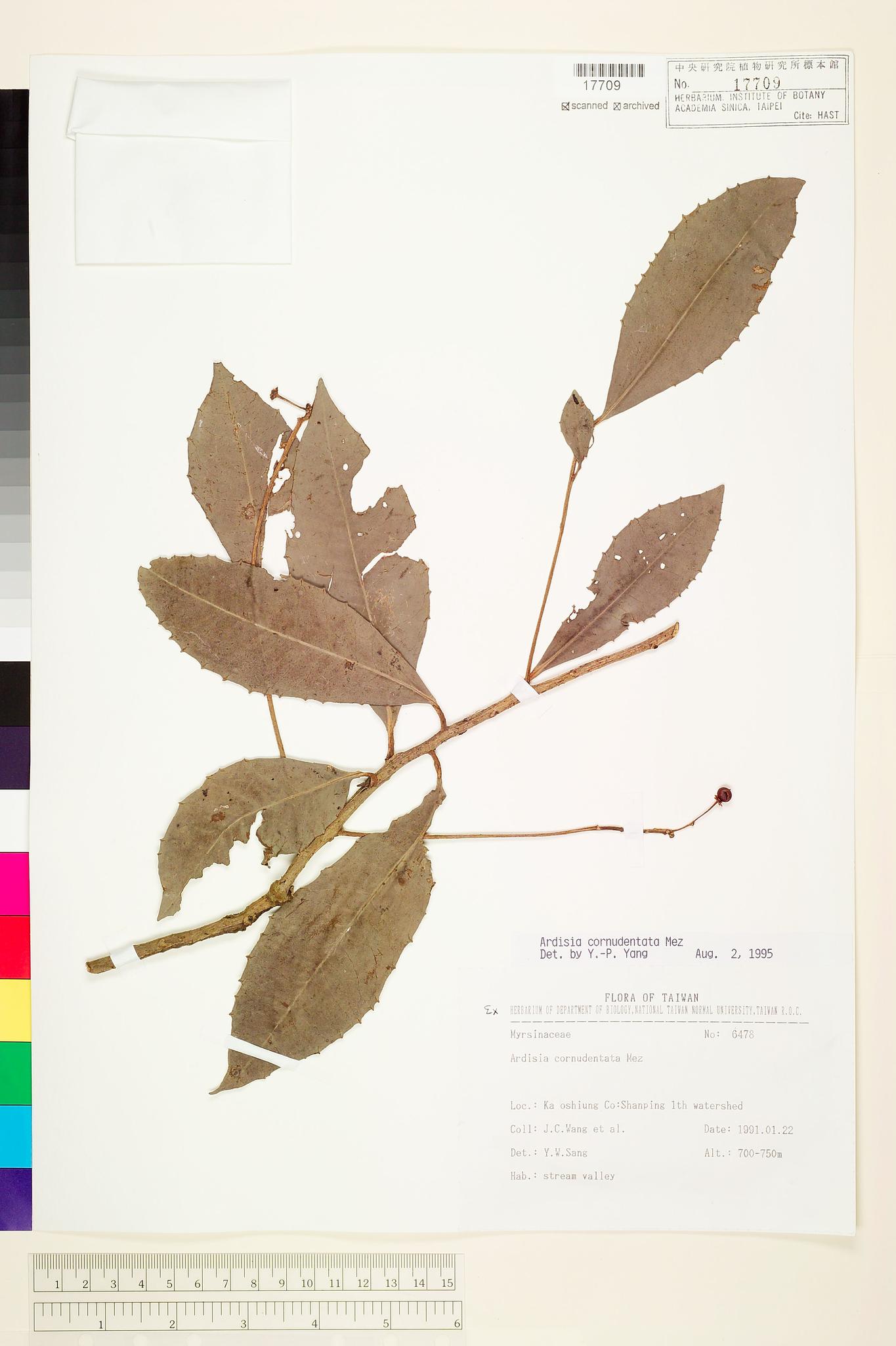 Sample image for viewer