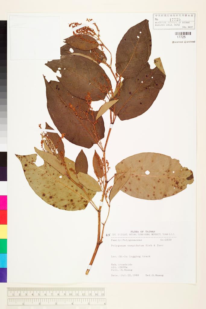 <Unit #69548 Huang, Sheng | 黃生 | 2550:: | Polygonum cuspidatum Sieb. & Zucc.>