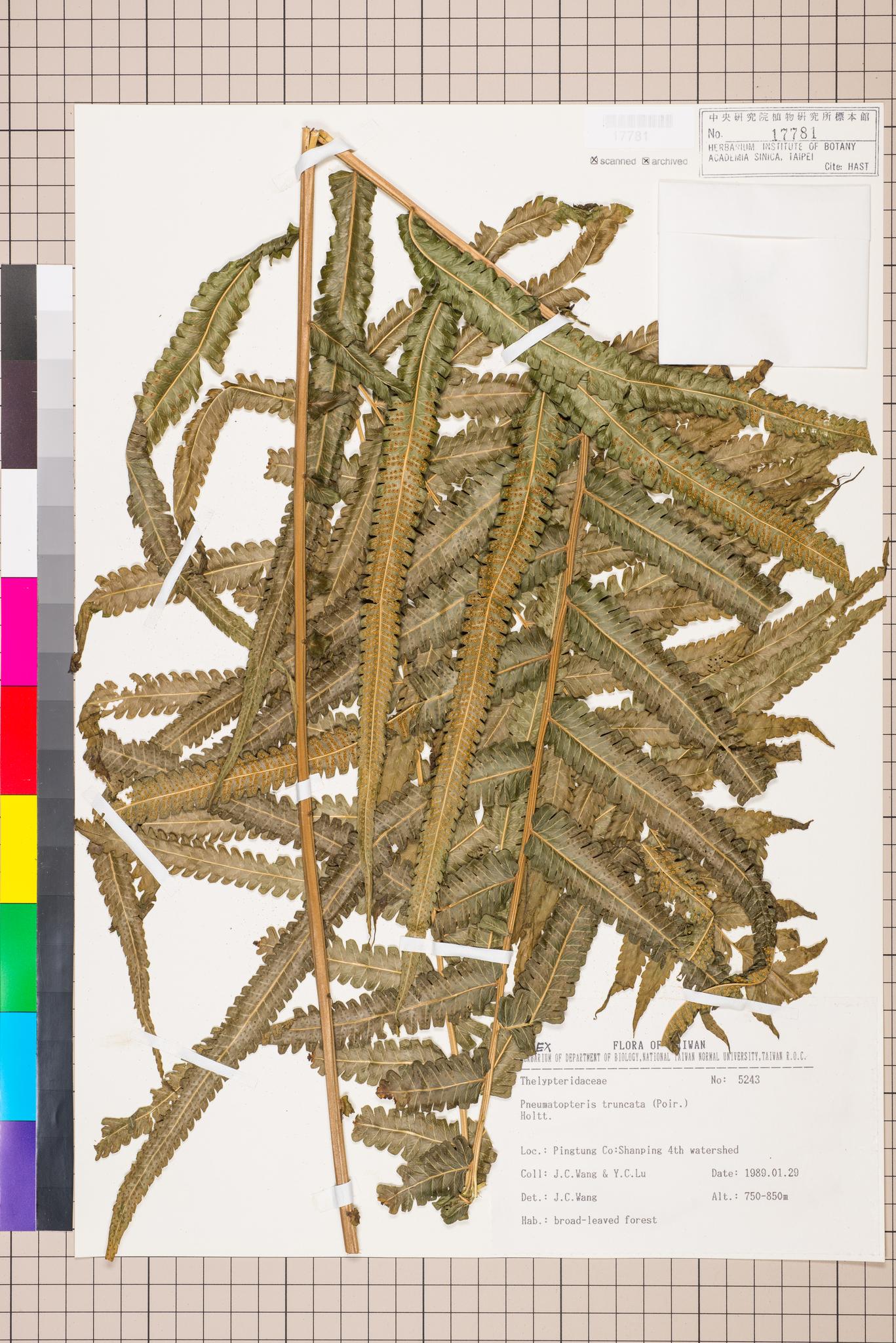 Sample image for viewer