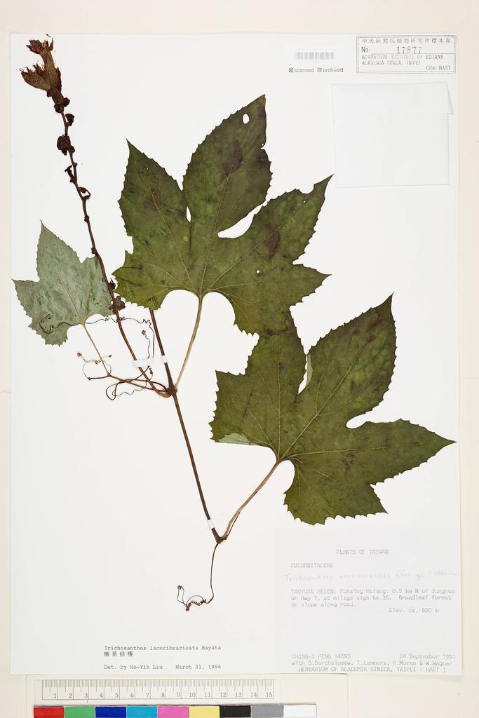 <Unit #25861 Peng, Ching-I | 彭鏡毅 | 14593:: | Trichosanthes laceribracteata Hayata>