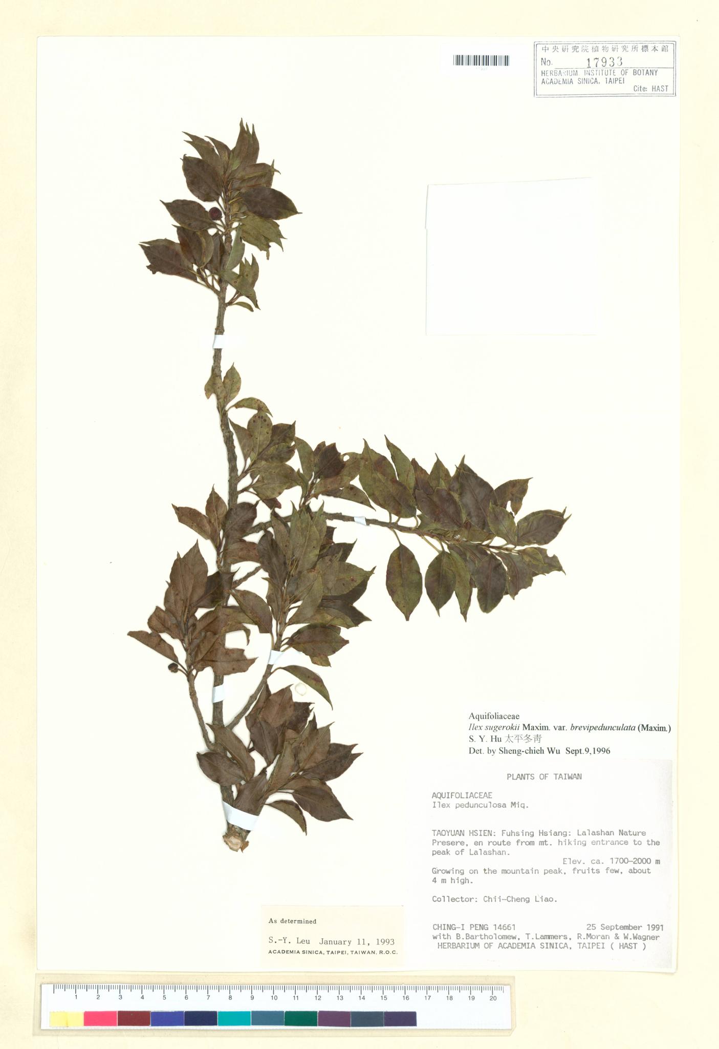 Sample image for viewer