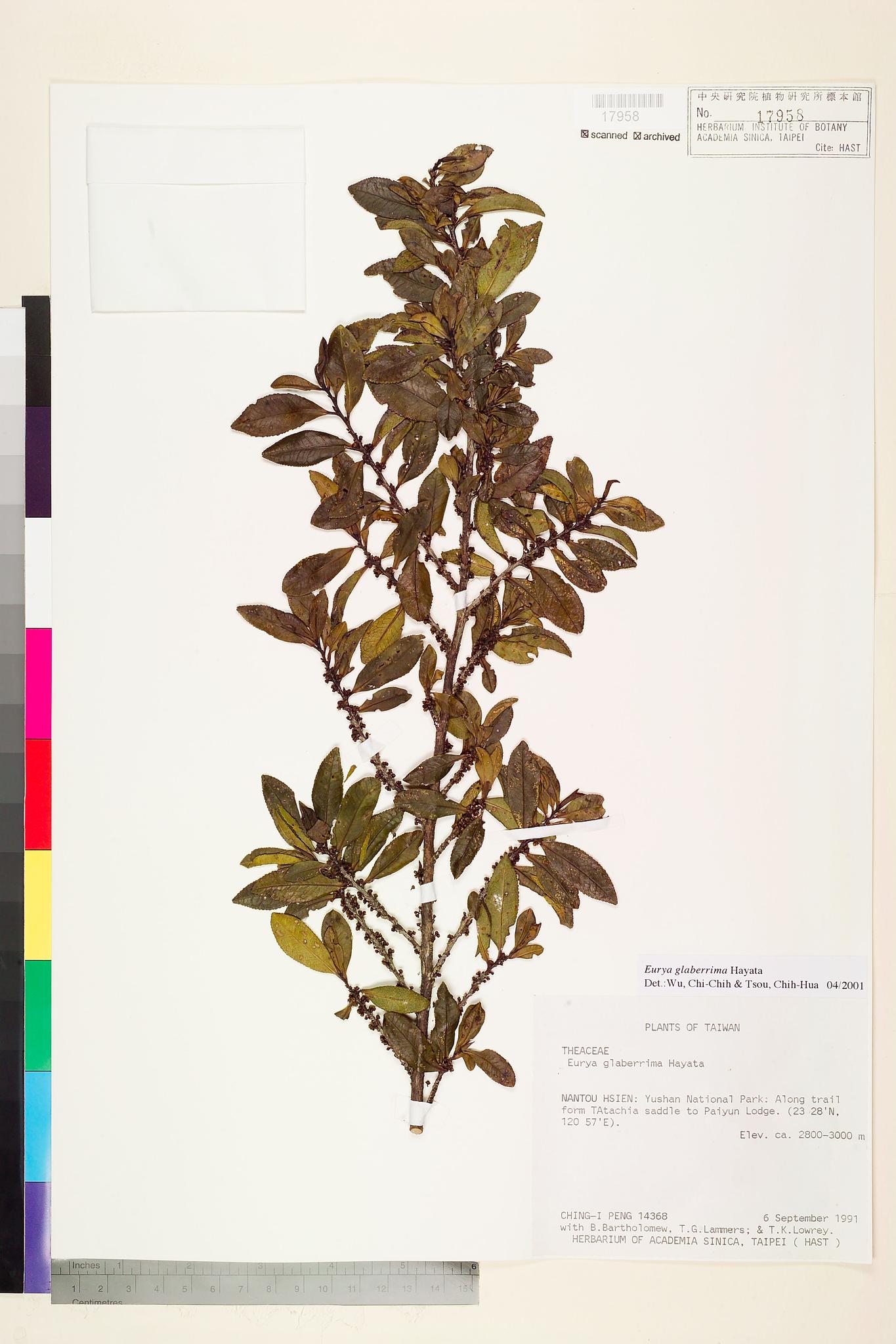 Sample image for viewer