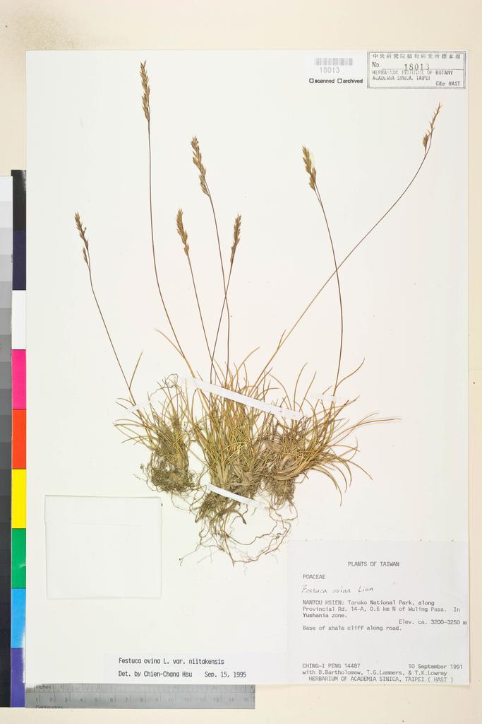 <Unit #27025 Peng, Ching-I | 彭鏡毅 | 14487:: | Festuca ovina L.>