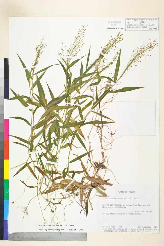 <Unit #27174 Peng, Ching-I | 彭鏡毅 | 14563:: | Cyrtococcum patens (L.) A. Camus>