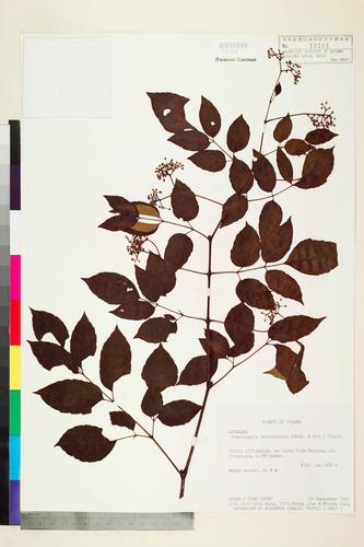 Ampelopsis cantoniensis (Hook. & Arn.) Planch.