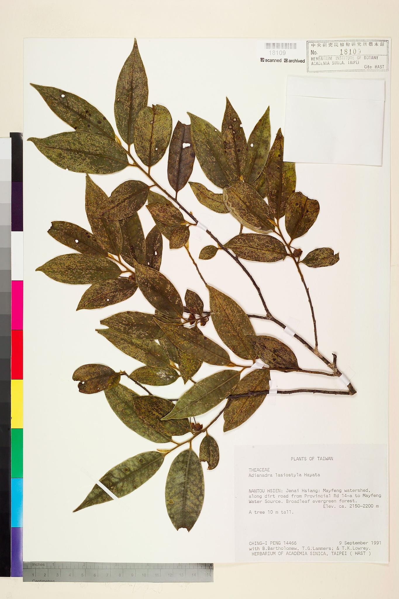 Sample image for viewer