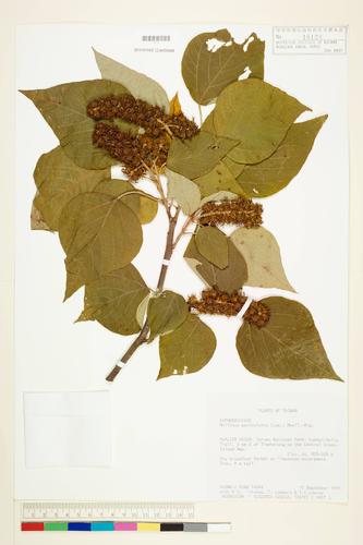 Mallotus japonicus (Thunb.) Muell.-Arg.