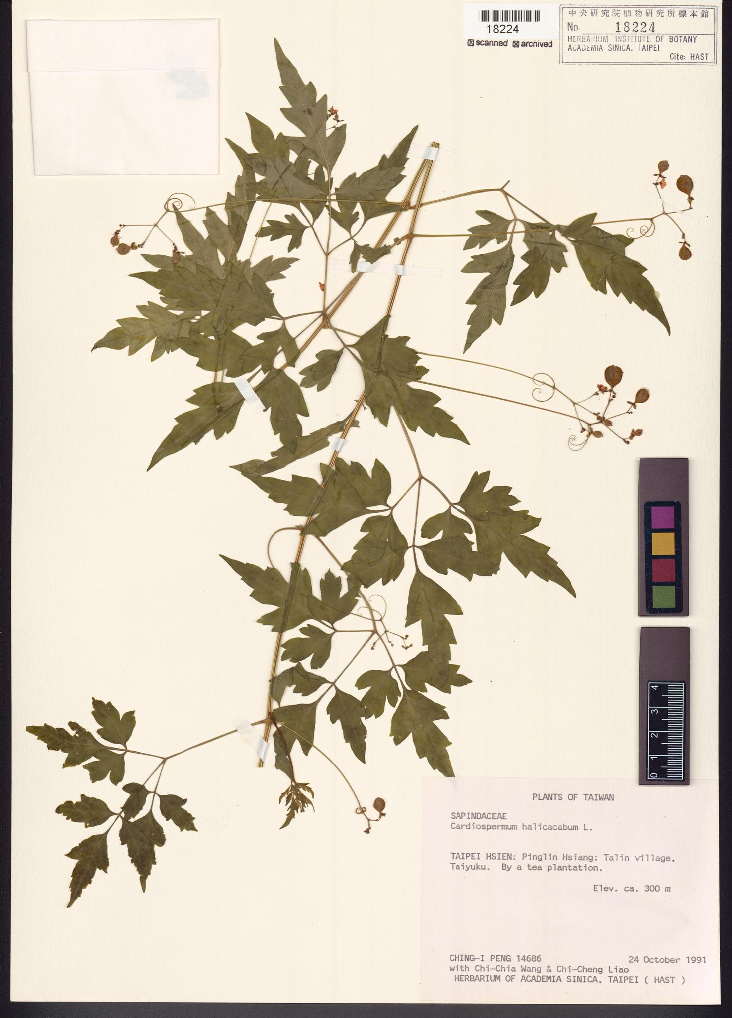 Sample image for viewer