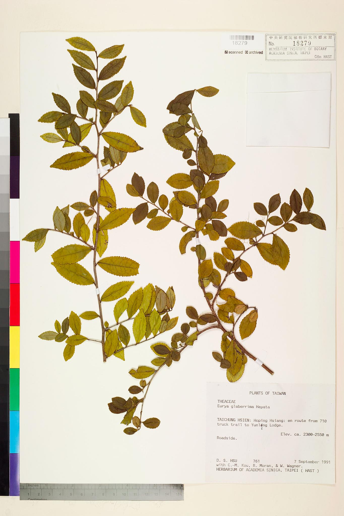 Sample image for viewer