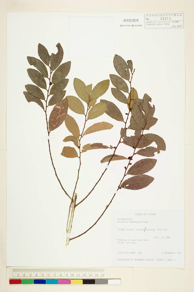 <Unit #32957 Wang, Chih-Chia | 王志嘉 | 863:: | Bridelia tomentosa Bl.>