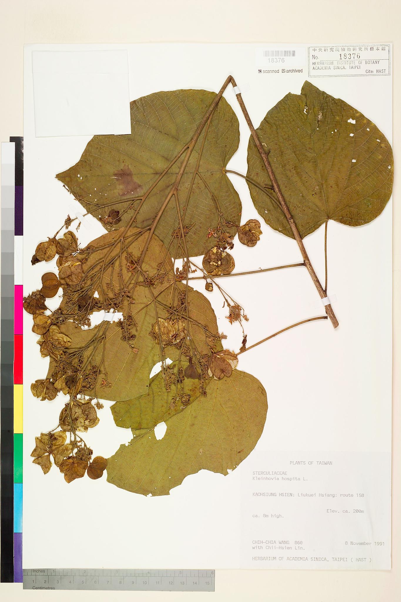 Sample image for viewer