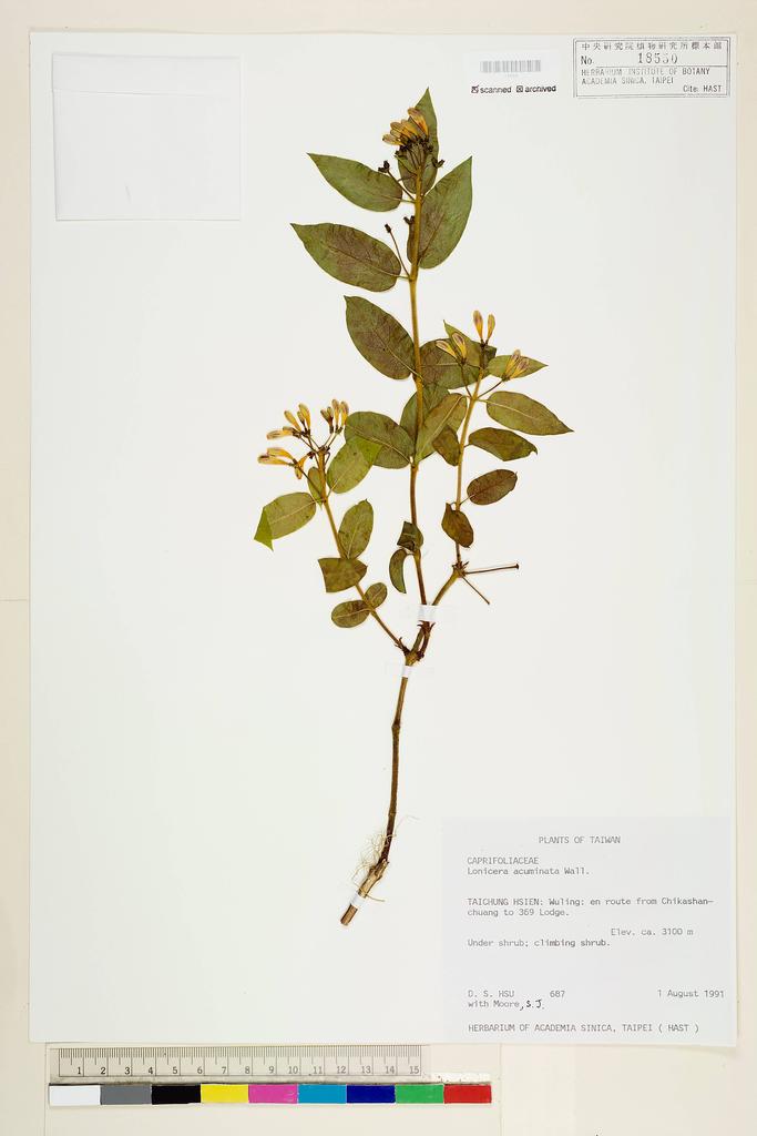 <Unit #4355 Hsu, D. S. | 徐德生 | 687:: | Lonicera acuminata Wall.>