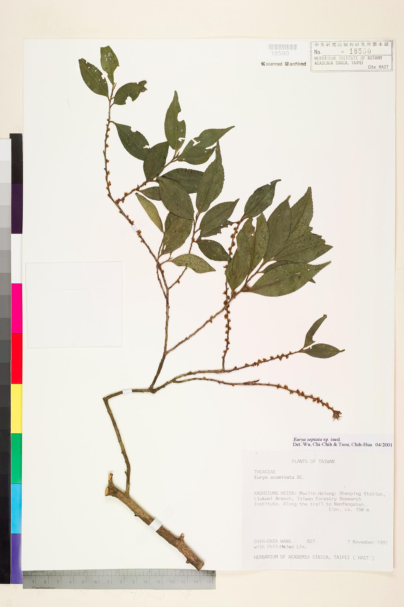 Sample image for viewer