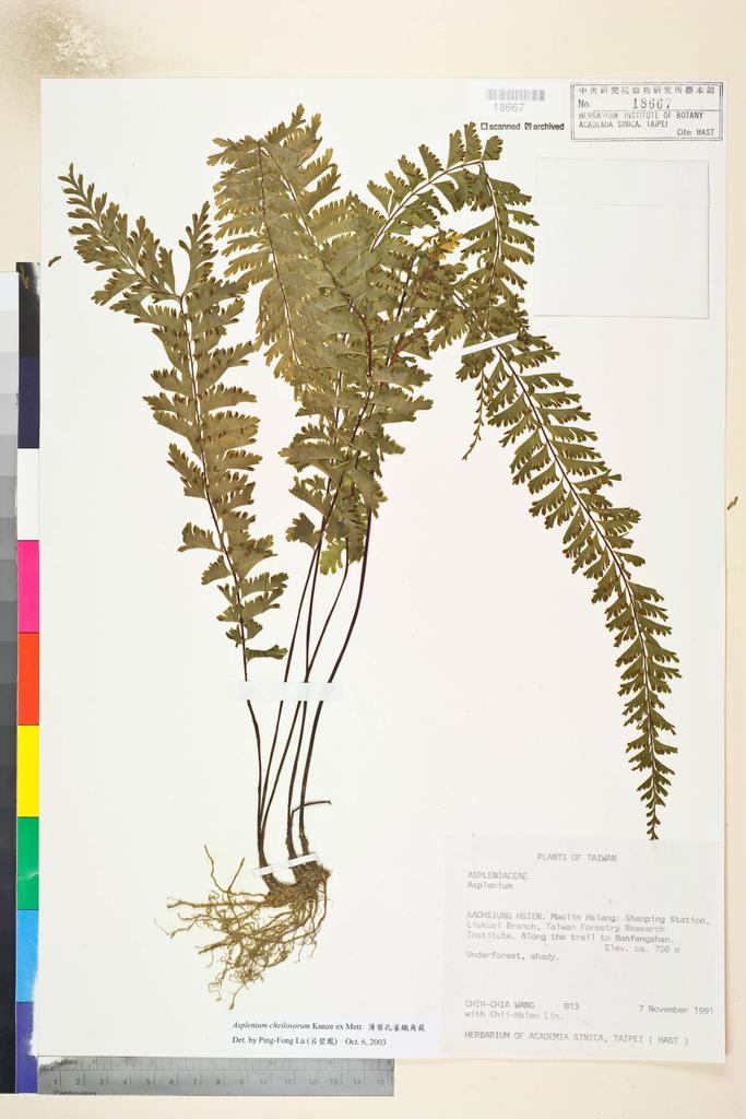 <Unit #27677 Wang, Chih-Chia | 王志嘉 | 813:: | Asplenium cheilosorum Kunze ex Mett.>