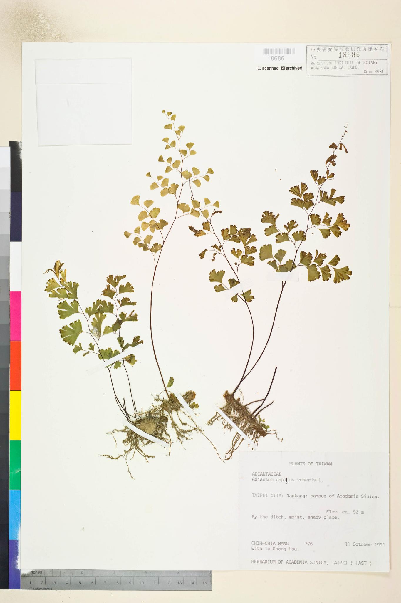 Sample image for viewer