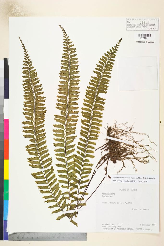 <Unit #9538 Leu, Wen-Pen | 呂文賓 | 1277:: | Asplenium cheilosorum Kunze ex Mett.>