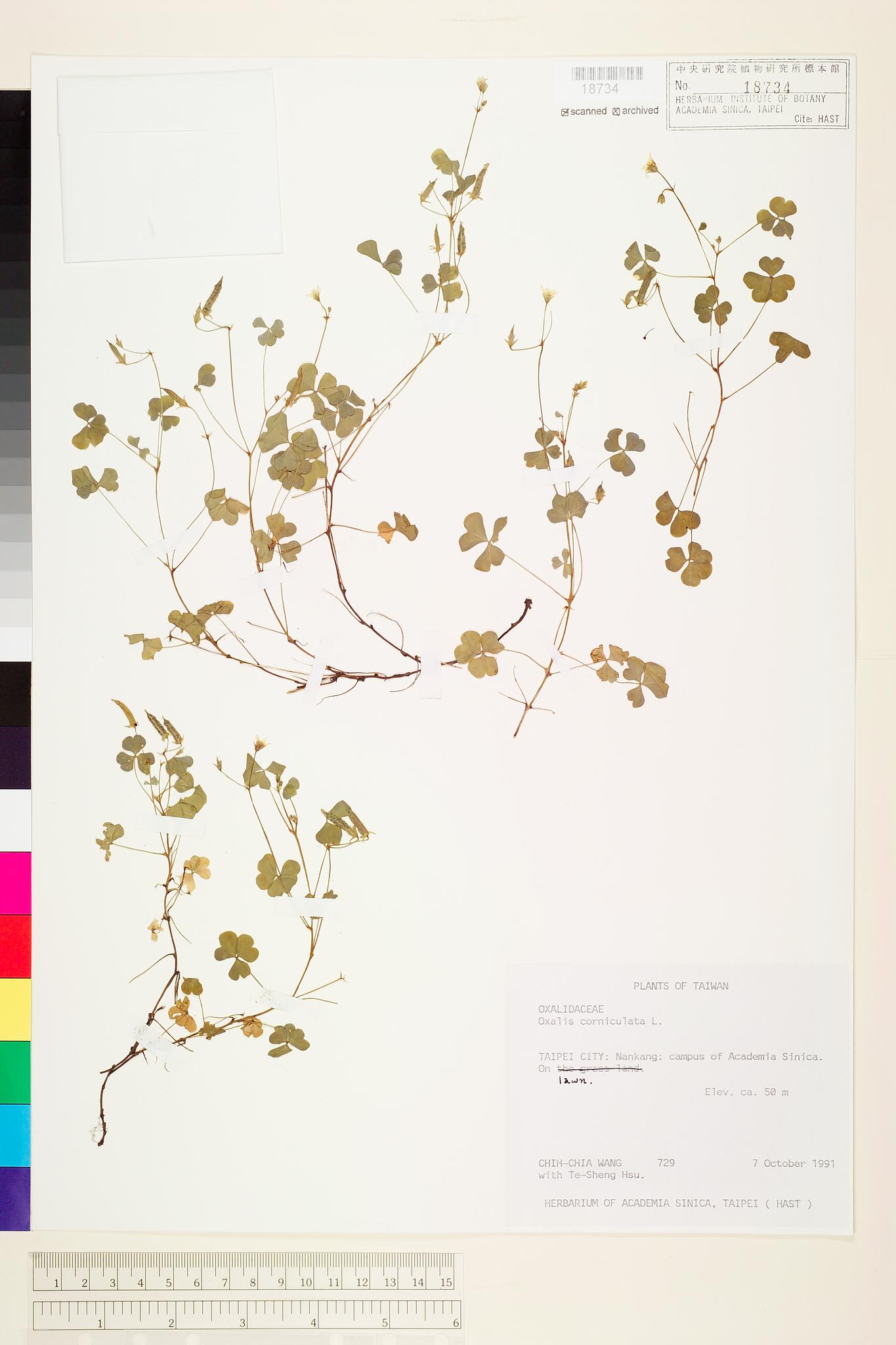 Sample image for viewer