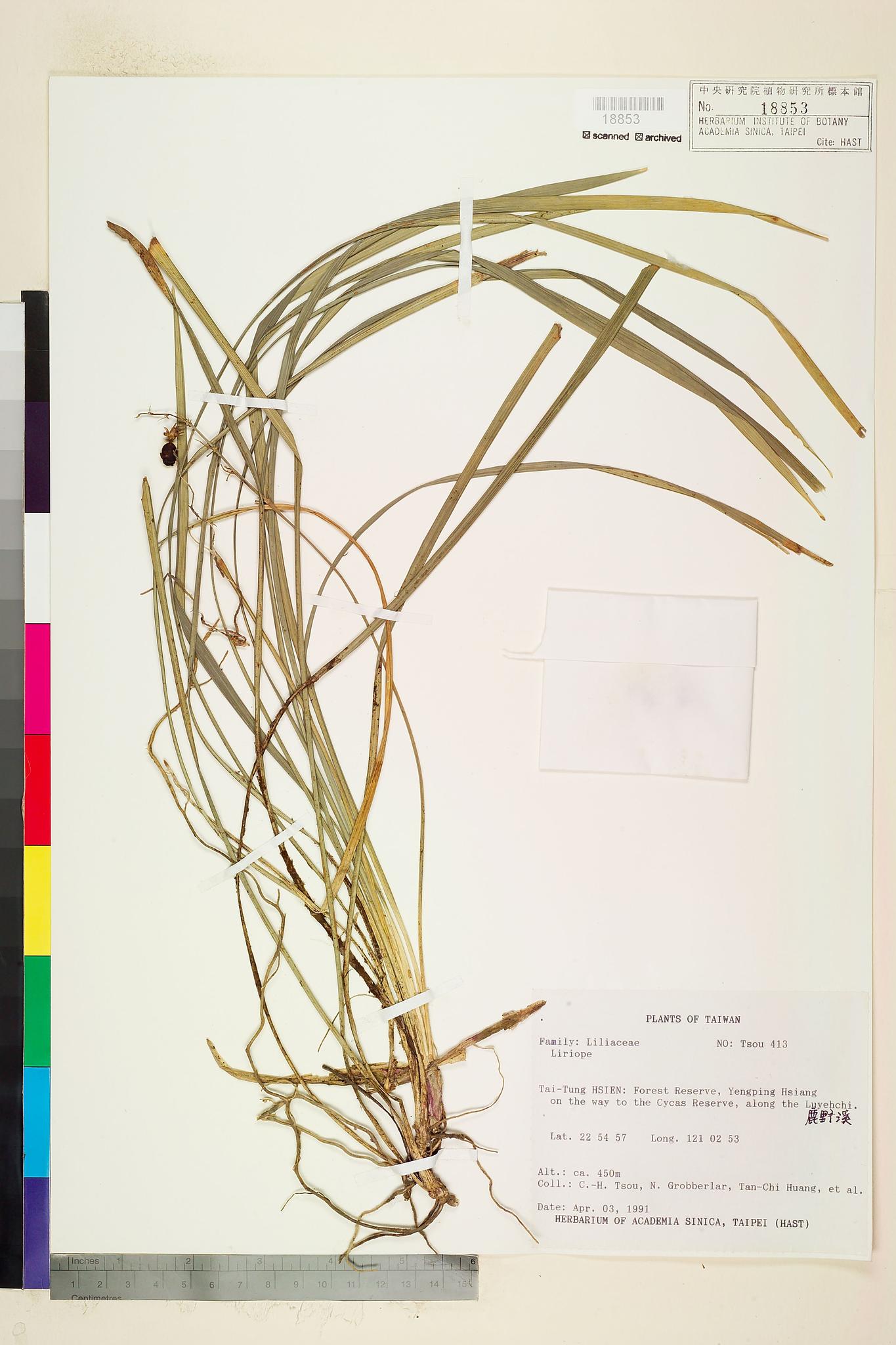 Sample image for viewer