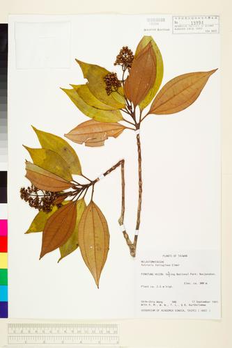 Astronia ferruginea Elmer
