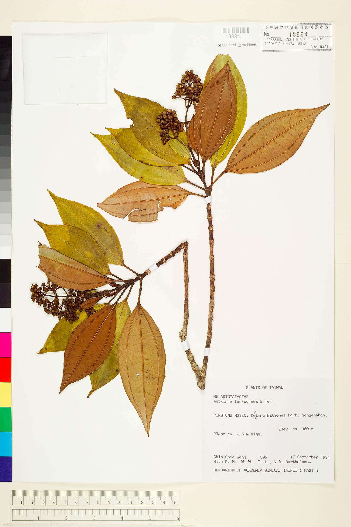 Specimen image