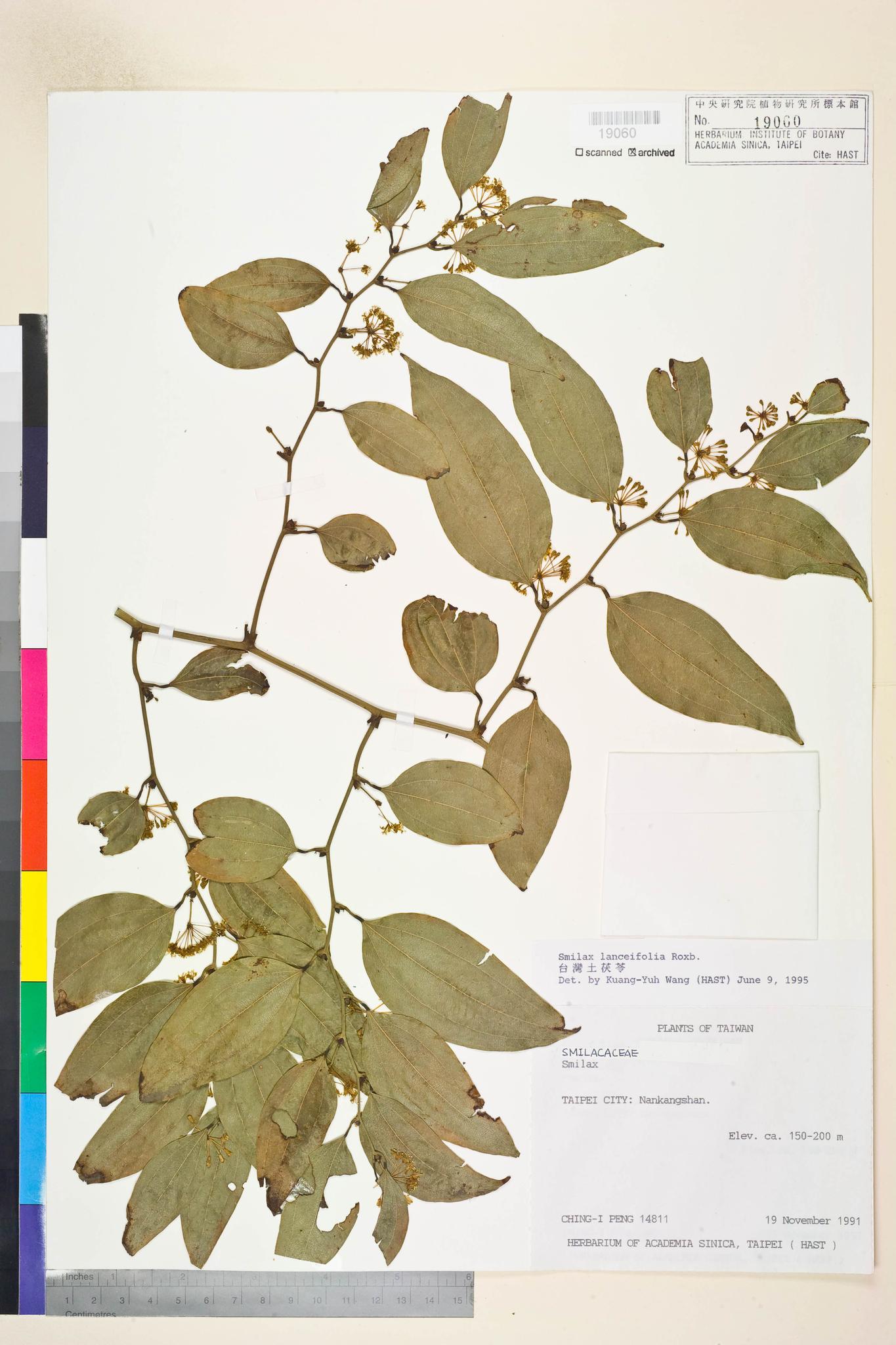 Sample image for viewer