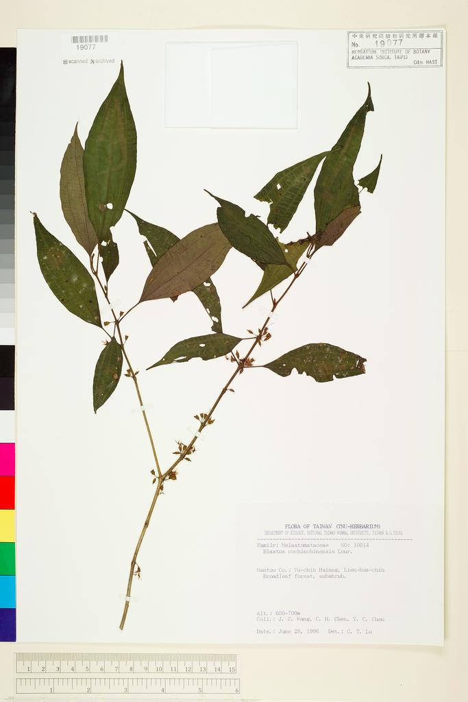 <Unit #66600 Wang, Jenn-Che | 王震哲 | 10014:: | Blastus cochinchinensis Lour.>