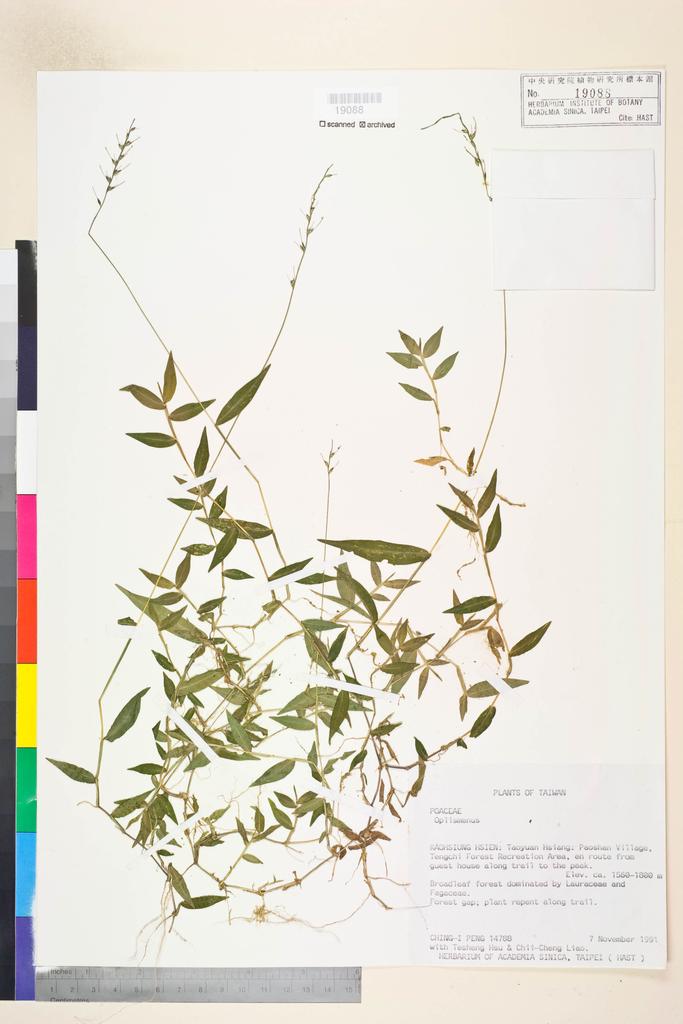 <Unit #72497 Peng, Ching-I | 彭鏡毅 | 14788:: | Oplismenus>