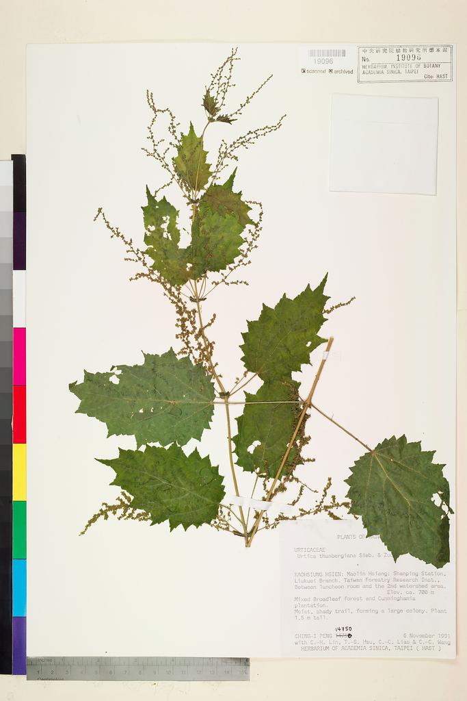 <Unit #25744 Peng, Ching-I | 彭鏡毅 | 14750:: | Urtica thunbergiana Sieb. & Zucc.>