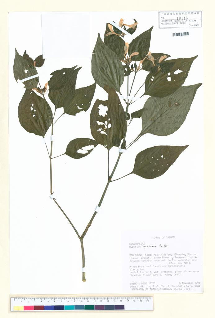 <Unit #38630 Peng, Ching-I | 彭鏡毅 | 14731:: | Hypoestes purpurea R. Brown>