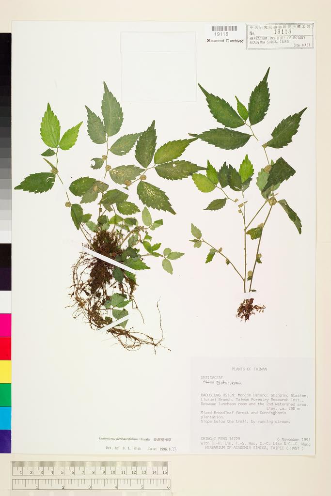 <Unit #77869 Peng, Ching-I | 彭鏡毅 | 14729:: | Elatostema herbaceifolium Hayata>