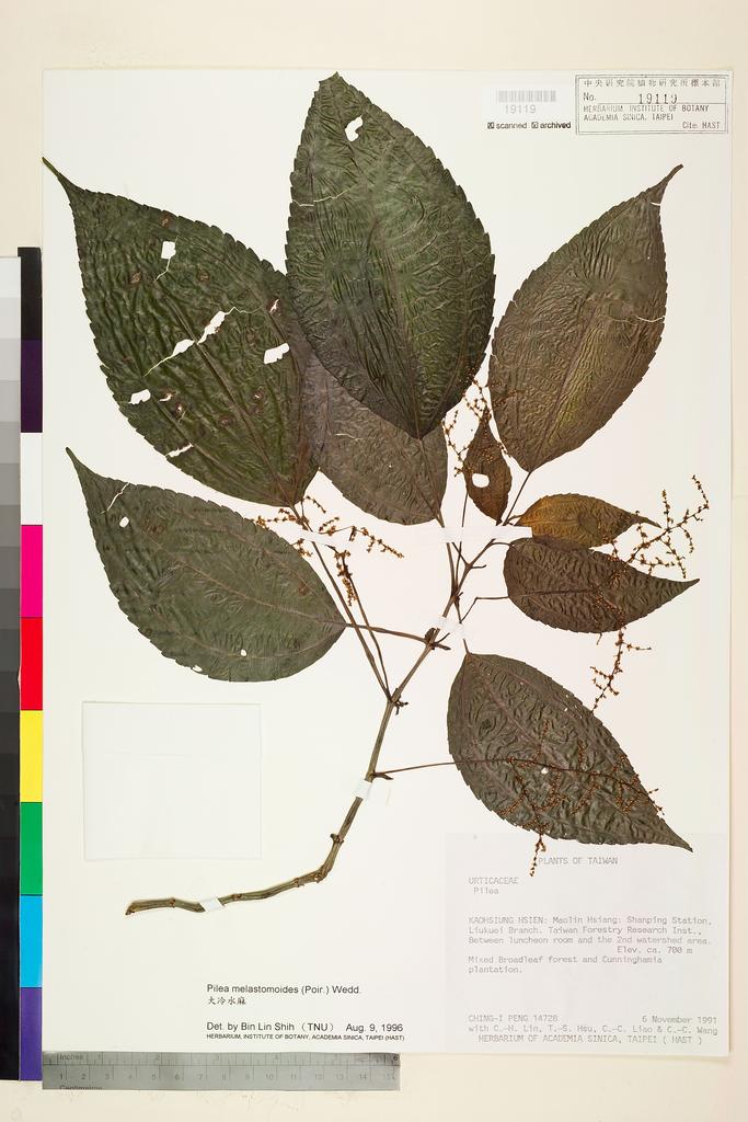 <Unit #75308 Peng, Ching-I | 彭鏡毅 | 14728:: | Pilea melastomoides (Poir.) Wedd.>