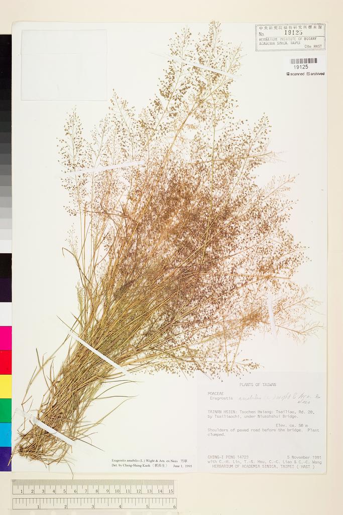 <Unit #27247 Peng, Ching-I | 彭鏡毅 | 14723:: | Eragrostis amabilis (L.) Wight & Arn. ex Nees>