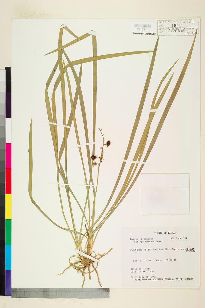 <Unit #70607 Tsou, Chih-Hua | 鄒稚華 | 334:: | Liriope spicata (Thunb.) Lour.>