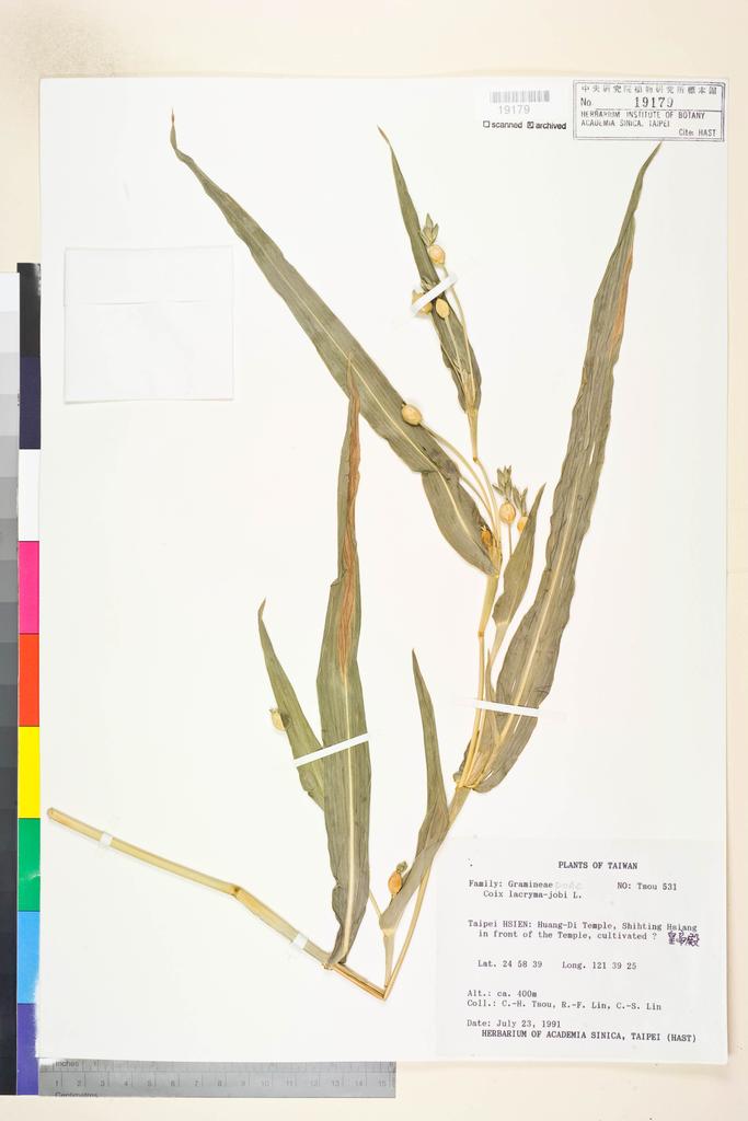 <Unit #72181 Tsou, Chih-Hua | 鄒稚華 | 531:: | Coix lacryma-jobi L.>