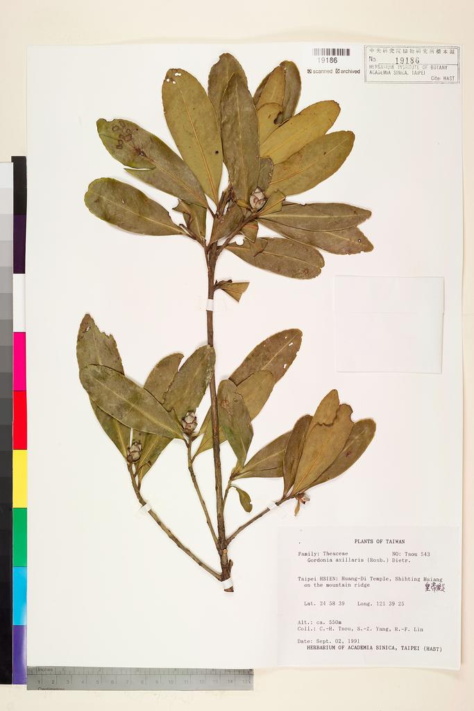 <Unit #75129 Tsou, Chih-Hua | 鄒稚華 | 543:: | Gordonia axillaris (Roxb. ex Ker Gawl.) D. Dietr.>