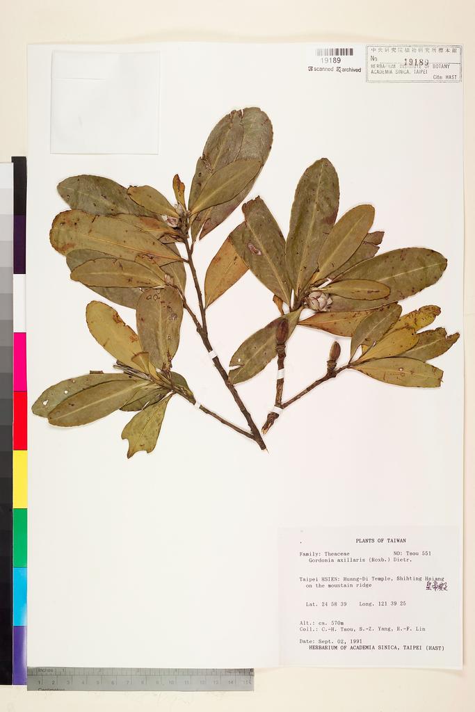 <Unit #75238 Tsou, Chih-Hua | 鄒稚華 | 551:: | Gordonia axillaris (Roxb. ex Ker Gawl.) D. Dietr.>