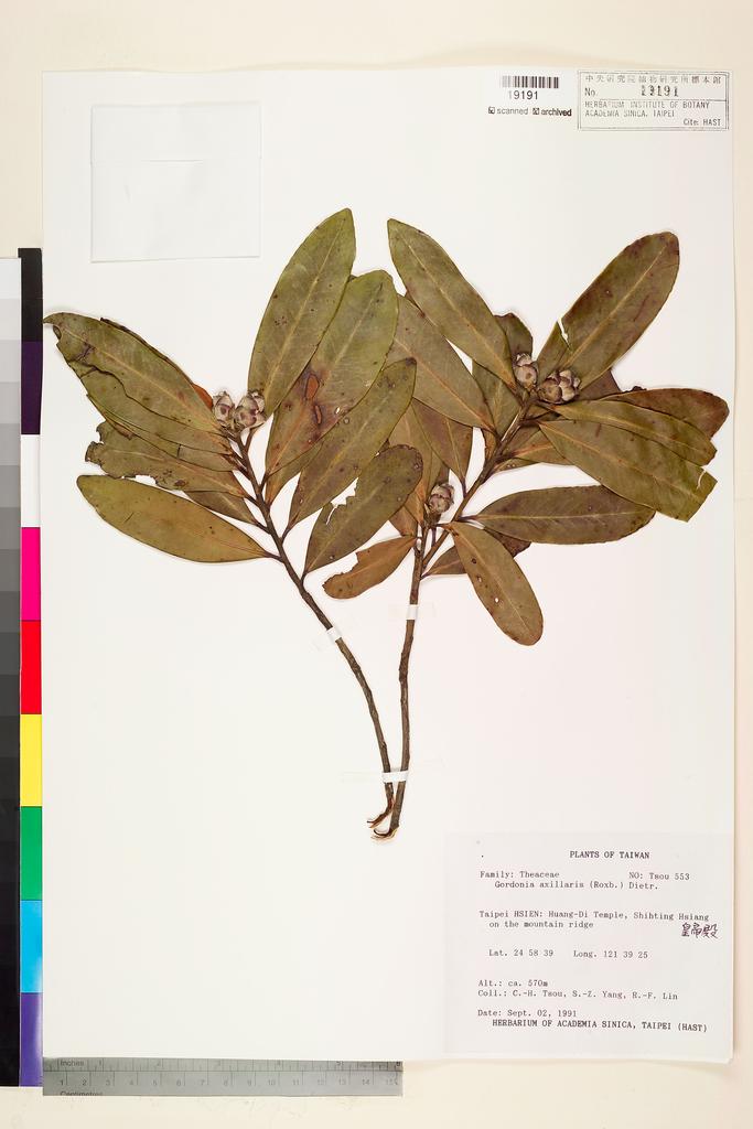 <Unit #75128 Tsou, Chih-Hua | 鄒稚華 | 553:: | Gordonia axillaris (Roxb. ex Ker Gawl.) D. Dietr.>