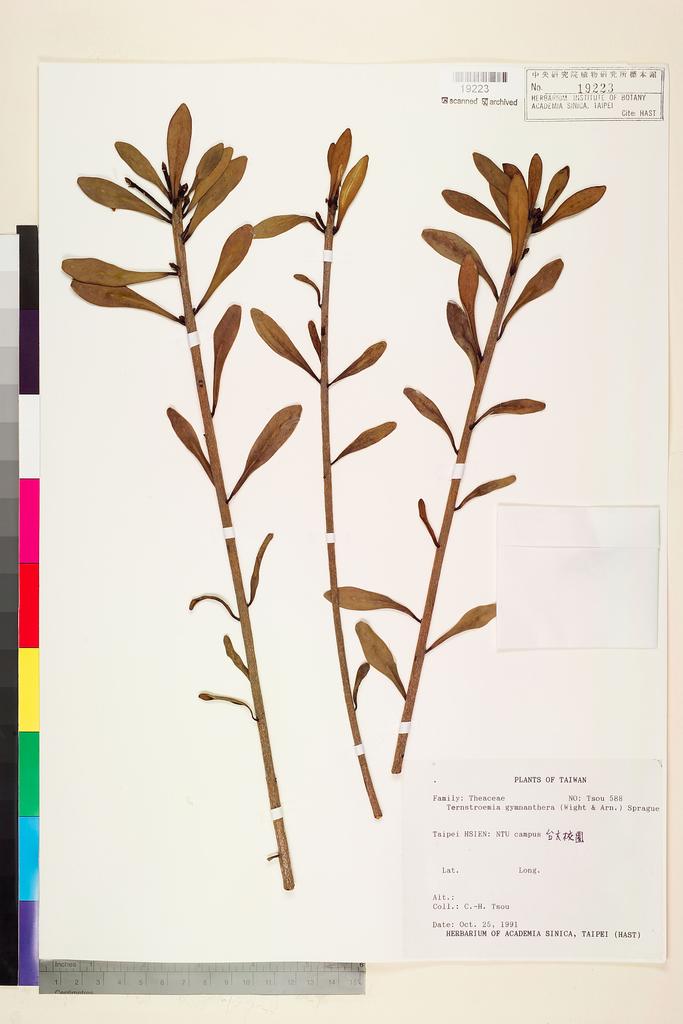 <Unit #75108 Tsou, Chih-Hua | 鄒稚華 | 588:: | Ternstroemia gymnanthera (Wight & Arn.) Sprague>