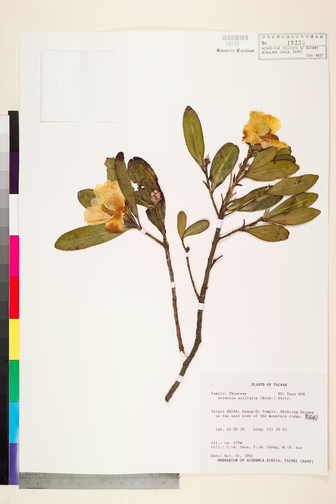 <Unit #75125 Tsou, Chih-Hua | 鄒稚華 | 608:: | Gordonia axillaris (Roxb. ex Ker Gawl.) D. Dietr.>