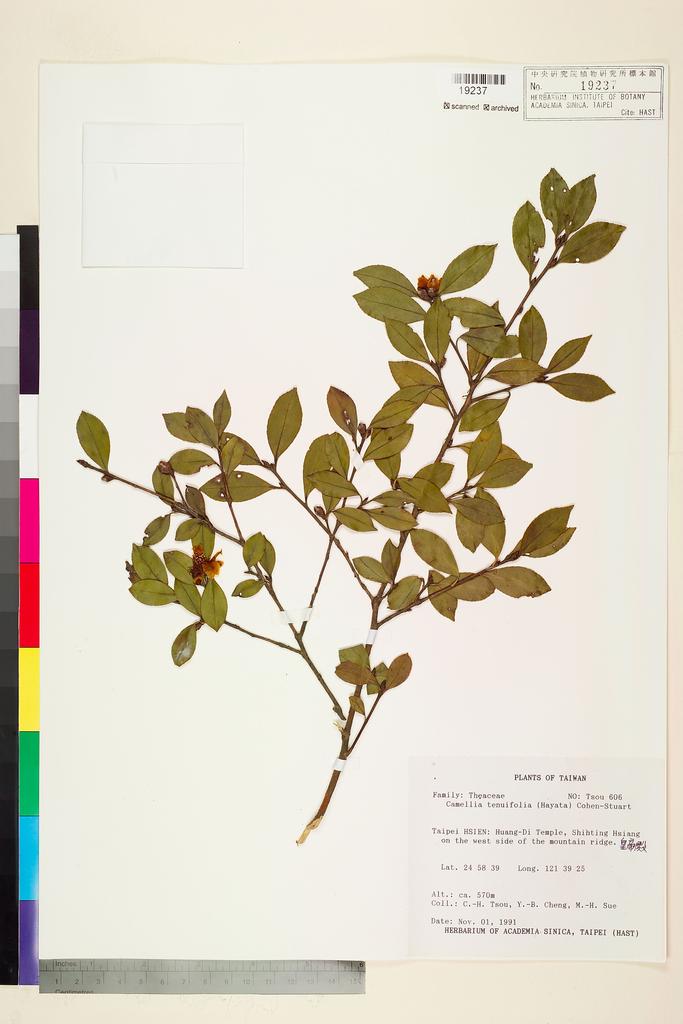<Unit #75600 Tsou, Chih-Hua | 鄒稚華 | 606:: | Camellia tenuifolia (Hayata) Coh-Stuart>