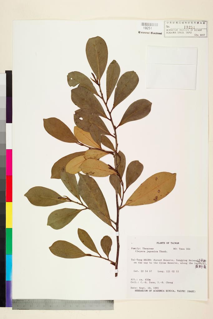 <Unit #60629 Tsou, Chih-Hua | 鄒稚華 | 564:: | Cleyera japonica Thunb. var. japonica Thunb.>