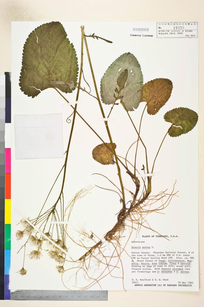 <Unit #115784 Boufford, D. E. |  | 23611:: | Senecio aureus L.>