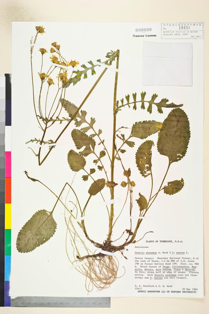 <Unit #115779 Boufford, D. E. |  | 23612:: | Senecio anonymus Alph. Wood>