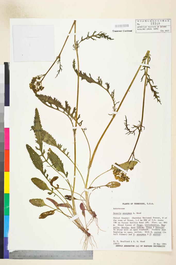 <Unit #115777 Boufford, D. E. |  | 23613:: | Senecio anonymus Alph. Wood>