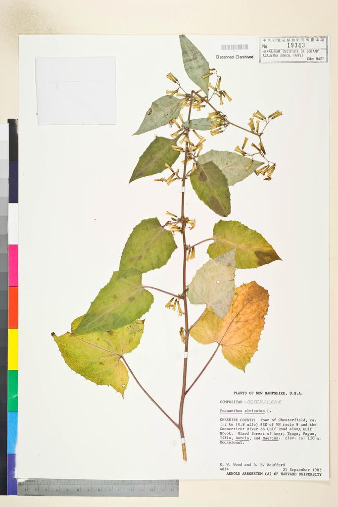 <Unit #114309 Boufford, D. E. |  | 4814:: | Prenanthes altissima L.>